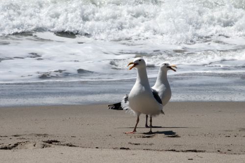 Two Seagulls