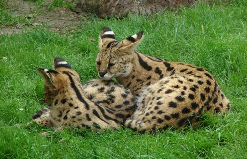 two servals felines cats