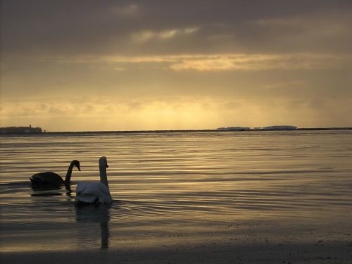 two swans swimming sunset lake
