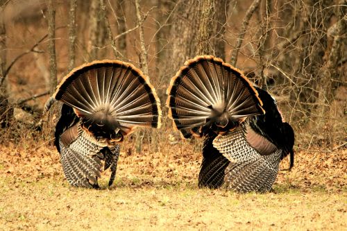 Two Tom Turkey With Tails Fanned