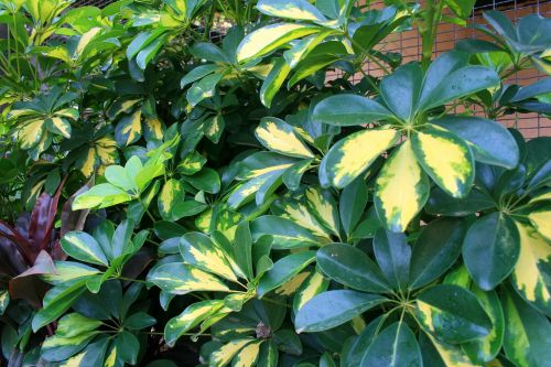 Two-toned Schefflera Plant
