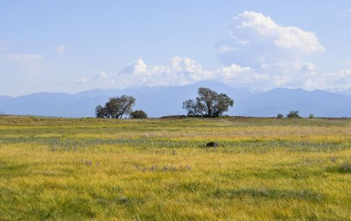 Two Trees And Yellow Flowers