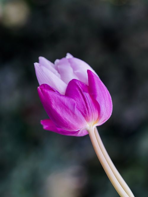 two tulips spring joy
