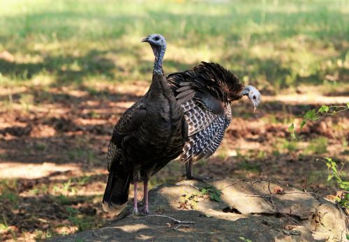 Two Turkey On Rock