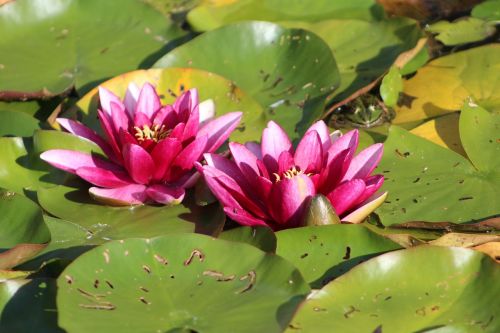 two water lilies pink purple