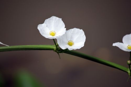 Two White Flower By The Pond