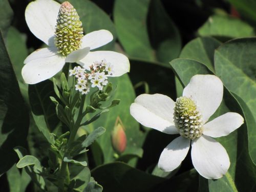 Two White Flowers