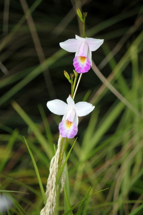 Two White Orchid Flower