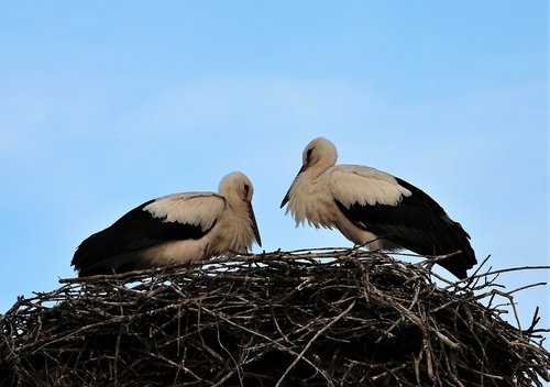 two young storks  nest  animal
