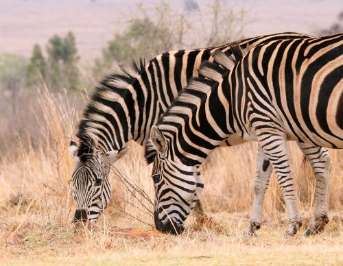 Two Zebra Grazing