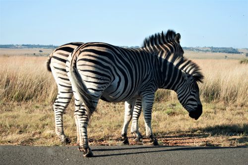 Two Zebra On The Road