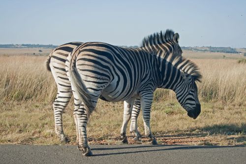 Two Zebra Standing Close Together