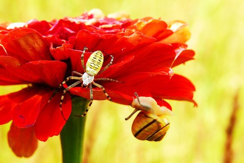 tygrzyk paskowany  arachnid  insect