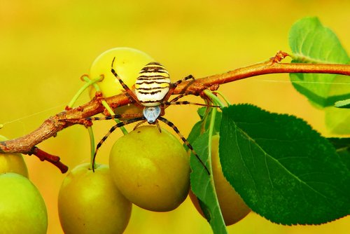 tygrzyk paskowany  arachnid  insect