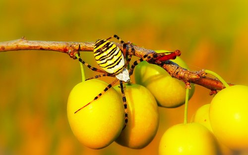 tygrzyk paskowany  arachnid  insect