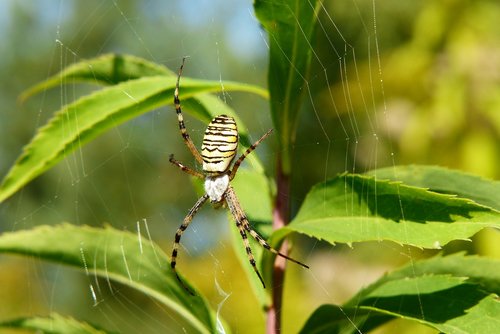 tygrzyk paskowany  arachnid  insect