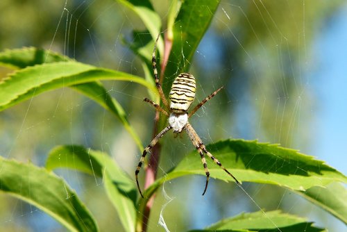 tygrzyk paskowany  arachnid  insect