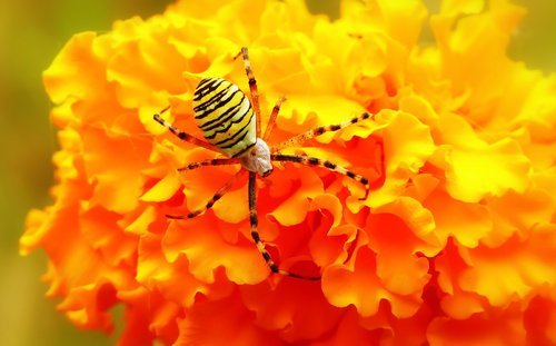 tygrzyk paskowany  insect  arachnids