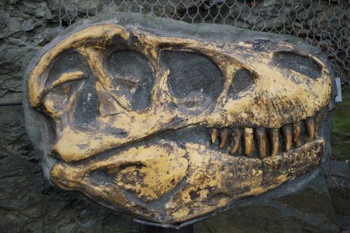tyrannosaurus bone fossil