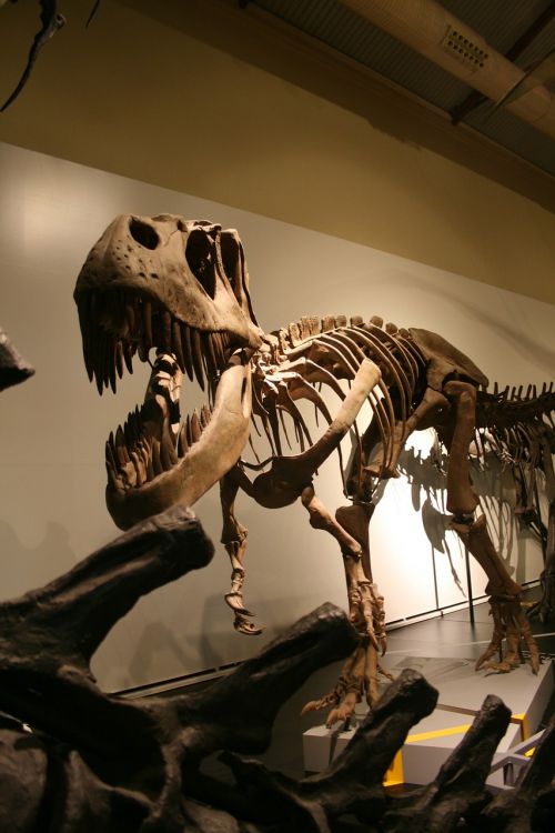 tyrannosaurus skeleton prehistoric