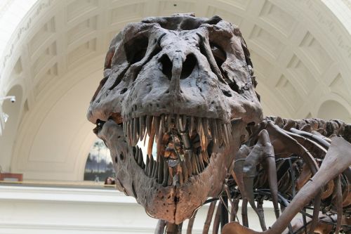 tyrannosaurus prehistoric skeleton