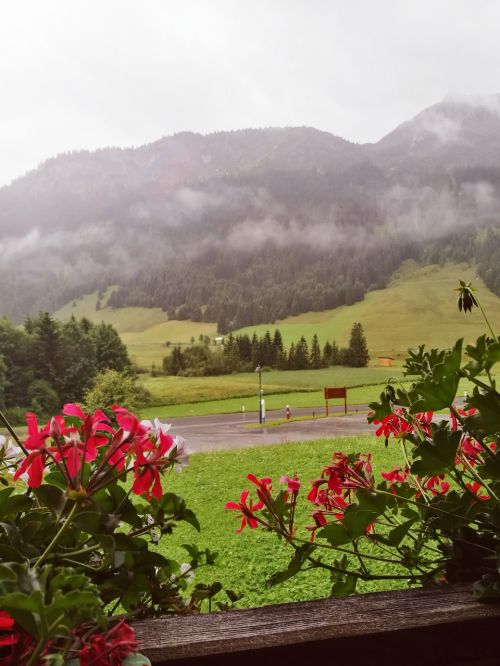 tyrol flowers austria