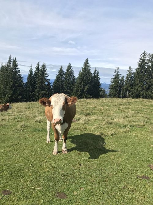 tyrol cow austria