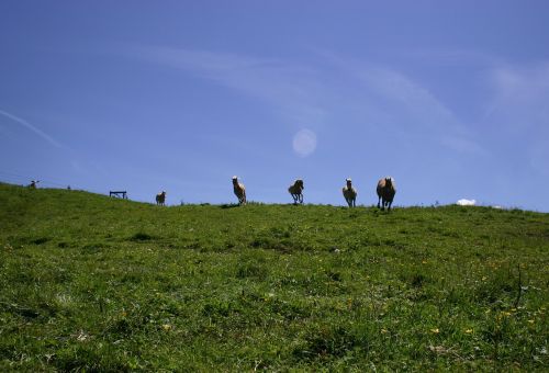 tyrol gräner annoy alpe meadow