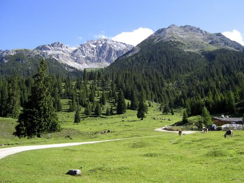 tyrol mountain meadow alm