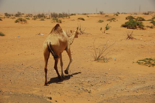 camels desert u a e