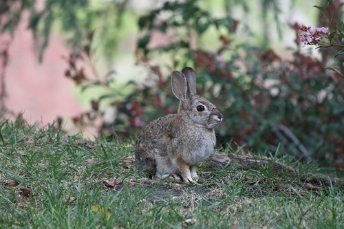 ucla  rabbit  nature