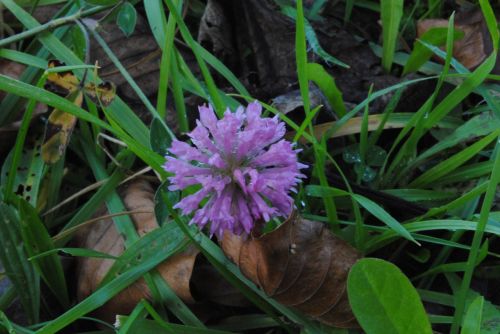 udaberria flower lorea