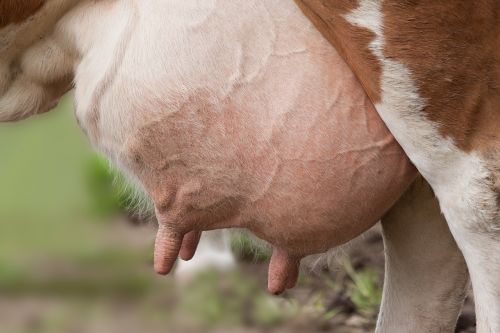udder cow female ox