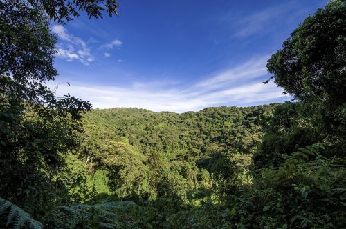 uganda jungle forest