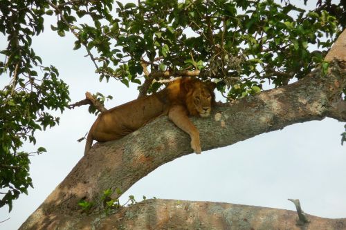 uganda lion tree lion