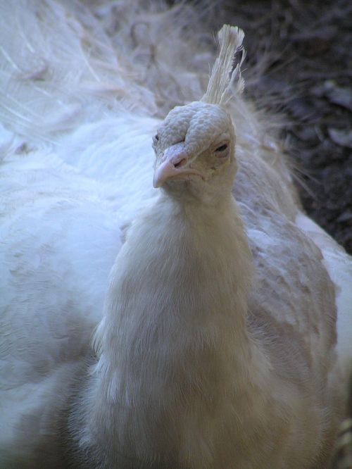 ugly white peacock