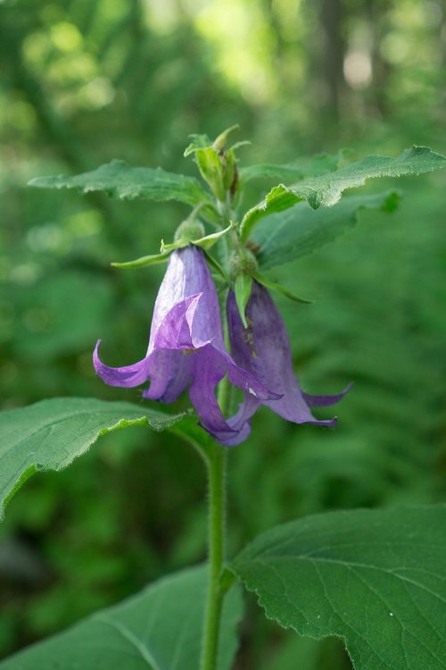 ukonkello  flower  plant