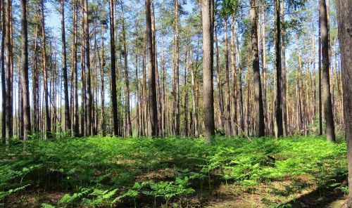 ukraine forest trees