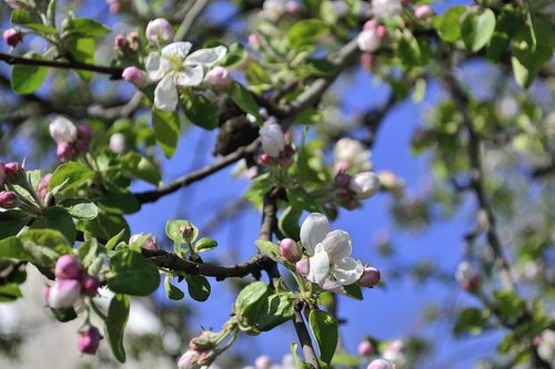 ukraine  apple tree  flower