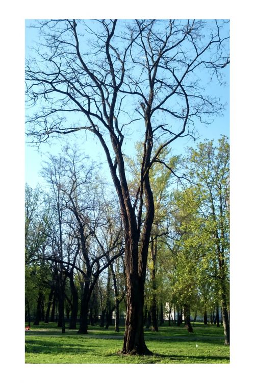 ukraine trees spring