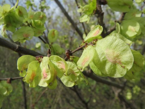 ulmus minor field elm fruit