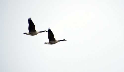 ultervattnet goose couple