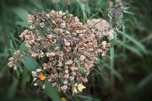 umbel seeds autumn