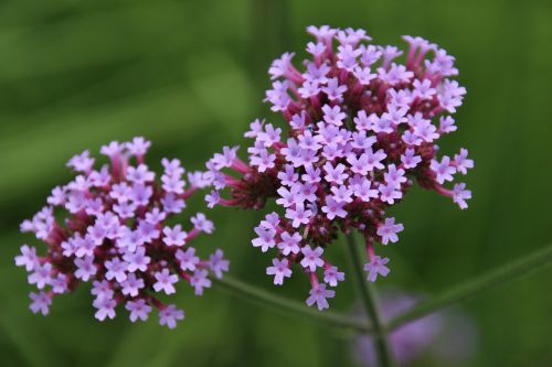 umbel flower violet