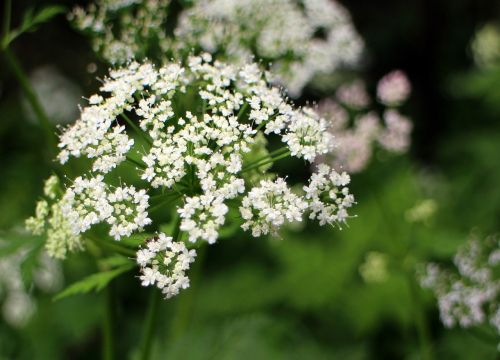 umbelliferae blossom bloom