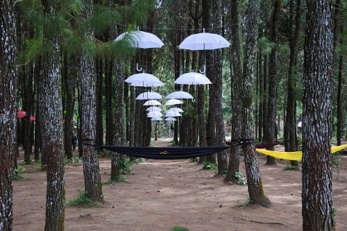 umbrella forest rumah kayu