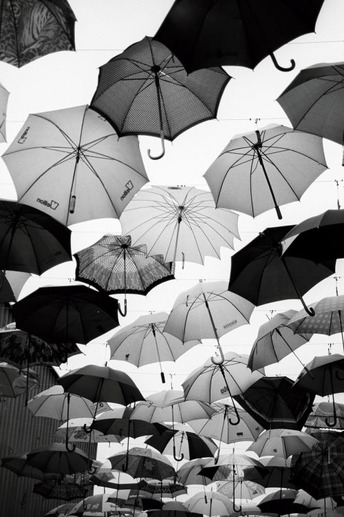 umbrella umbrellas black and white