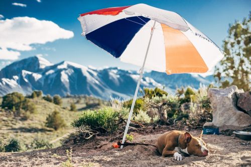 umbrella dog animal