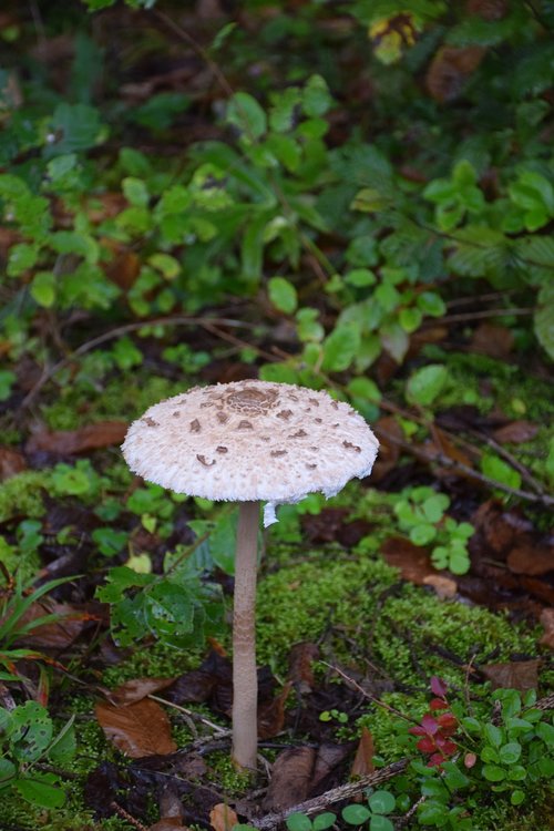 umbrella  mushroom  forest