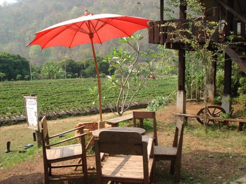 umbrella café table